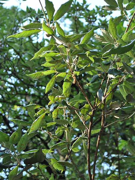 Quercus ilex Alberi-liriodendro-tiglio