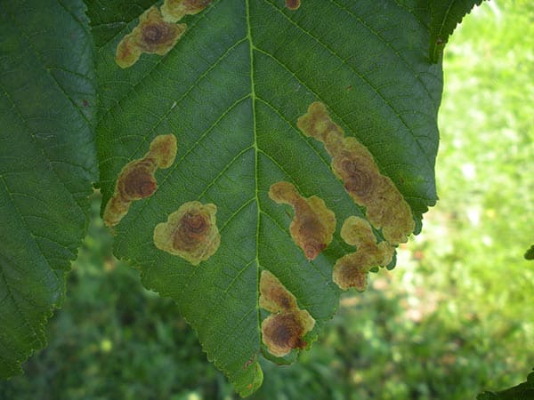 Cameraria Ohridella Cameraria-Ohridella