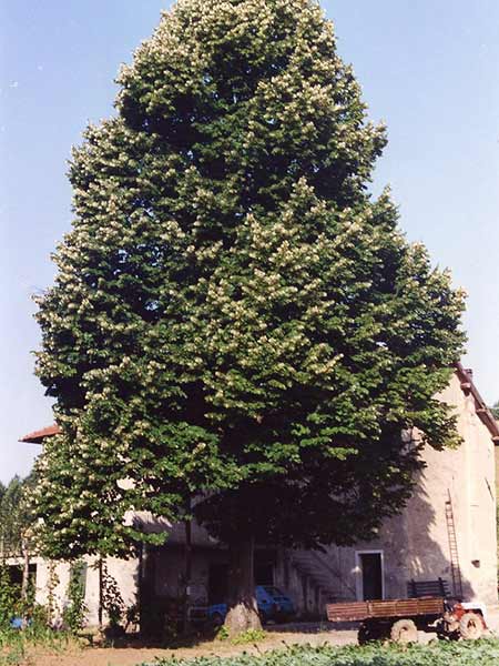 Tiglio