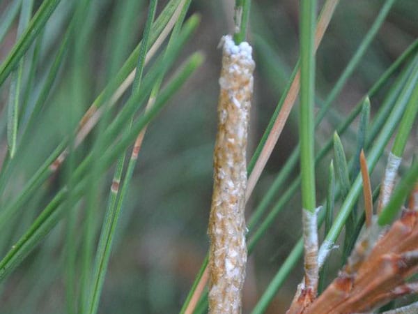 Ovatura di Processionaria Lepidotteri-dannosi-delle-piante