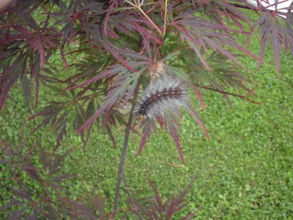 Lymatria dispar Larve-di-seconda-generazione