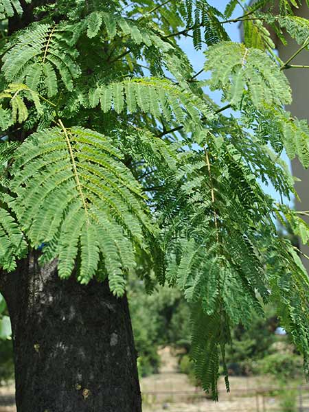 Insetti fitomizi e crittogame Malattie-alberi-pesco