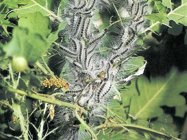 Processionaria della quercia Peli-urticanti-pericolosi