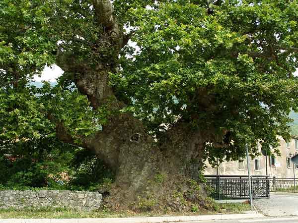 Platano Zona-del-colletto