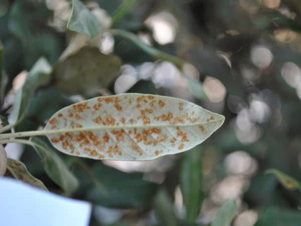 Eriofide del leccio Aspetto-polveroso