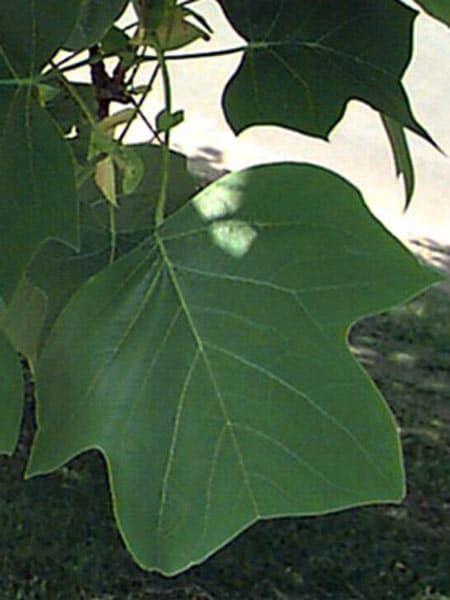 Liriodendro