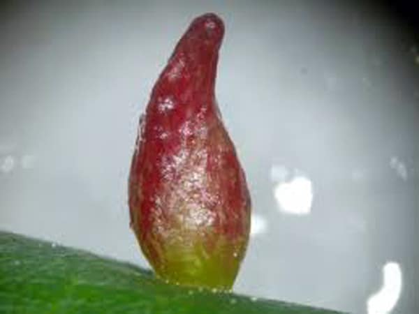 Macro galla eriofide del tiglio Come-eliminarli-basso-costo