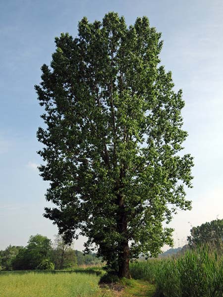 Pioppo nero