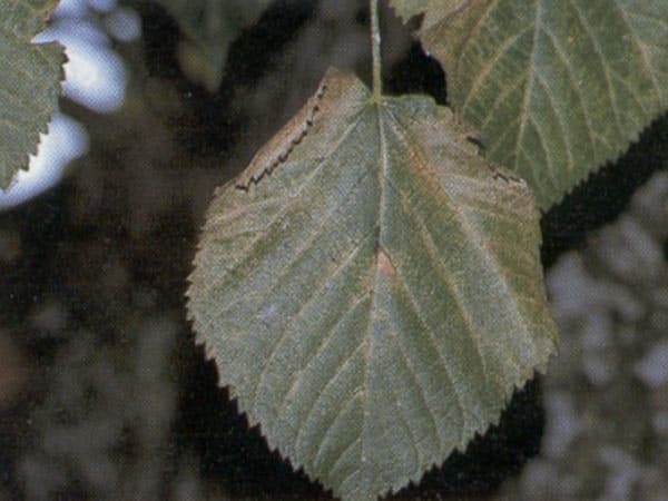 Imbrunimento delle foglie Prezzi-Trattamenti-antiparassitari-endoterapici