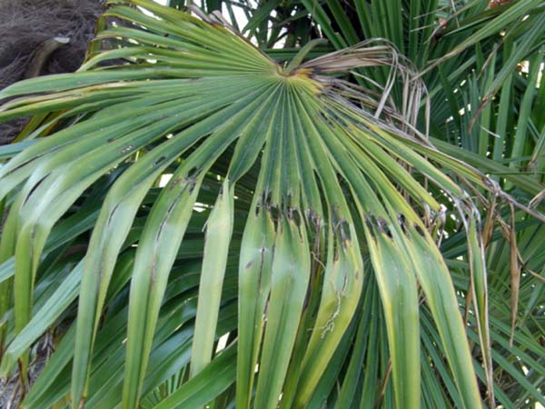 Lotta-larve-piante-ornamentali