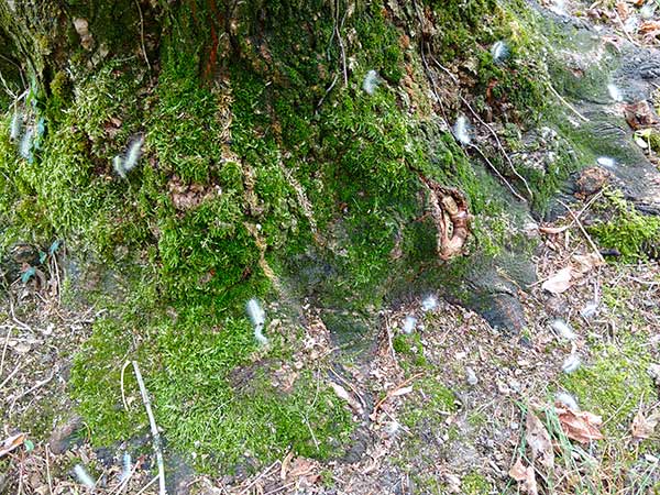 Insetti minatori Bruchi-delle-piante
