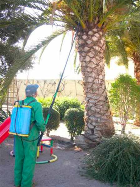 Fitopatologo-per-cura-alberi-Sona
