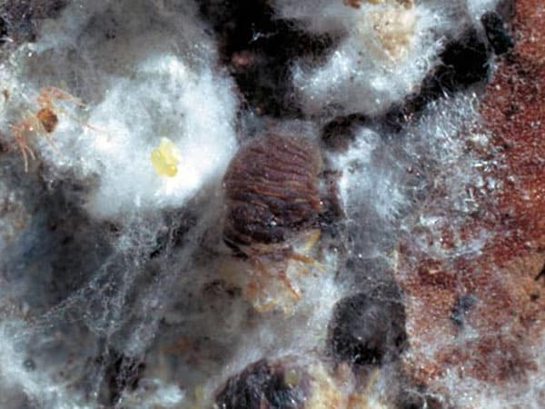 esemplari-arborei-infestati esemplari-arborei-infestati